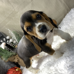 Bob – Beagle Macho 🐾