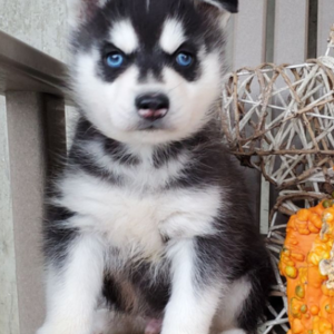 Buddy – Siberian Husky Macho 🐺❄️