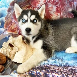 Crystal – Siberian Husky Hembra 🐺❄️