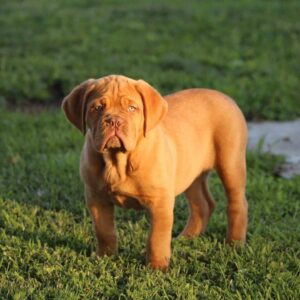 Cindy – Dogo de Burdeos Hembra 🐕‍🦺