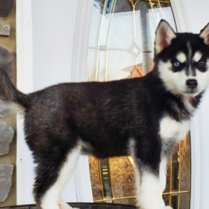 Cloey – Siberian Husky Hembra 🐺❄️