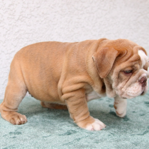 ODIN – Bulldog Inglés Macho 🐶