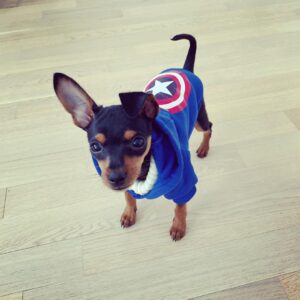 Dolly – Pinscher Miniatura Hembra 🐾