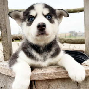 Ella – Siberian Husky Hembra 🐺❄️