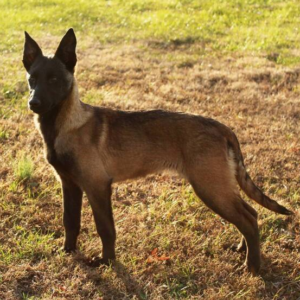 FREEDOM – Malinois Macho 🐕‍🦺