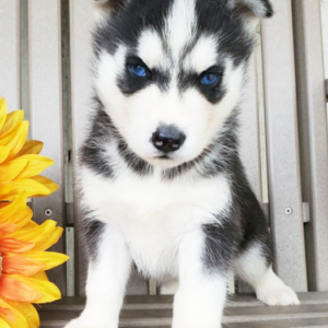 Frosty – Siberian Husky Macho 🐺❄️