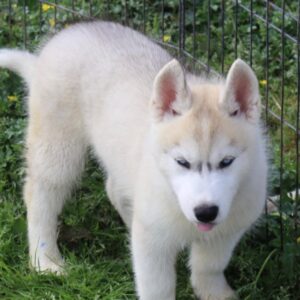 Gabriel – Siberian Husky Macho 🐺❄️