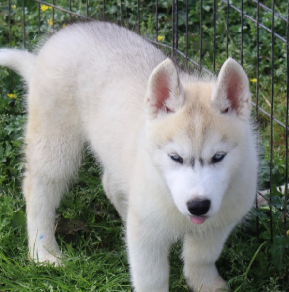 Gabriel – Siberian Husky Macho 🐺❄️