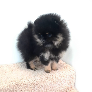 GOODWIN – Pomerania Macho 🦊