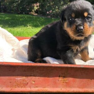 Halley – Rottweiler Hembra 🐕‍🦺