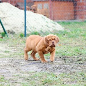 Hula – Dogo de Burdeos Hembra 🐕‍🦺