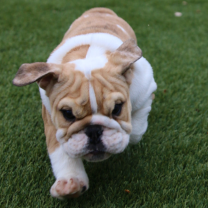 IRIS – Bulldog Inglés Hembra 🐶