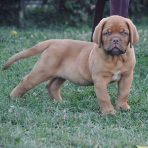 Ivar – Dogo de Burdeos Macho 🐕‍🦺