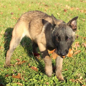 JAMA – Malinois Hembra 🐕‍🦺