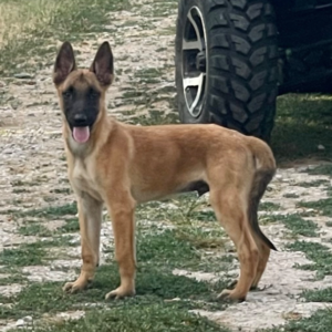 JAYVA – Malinois Macho 🐕‍🦺