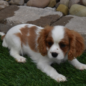 Jazz – Cavalier King Charles Spaniel Macho 👑