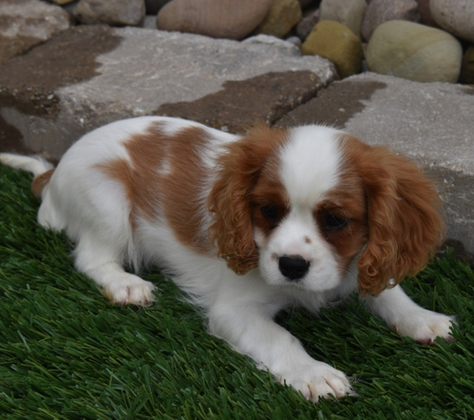 Jazz – Cavalier King Charles Spaniel Macho 👑