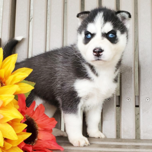 Jenna – Siberian Husky Hembra 🐺❄️
