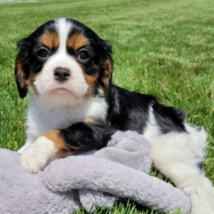 Jethro – Cavalier King Charles Spaniel Macho 👑