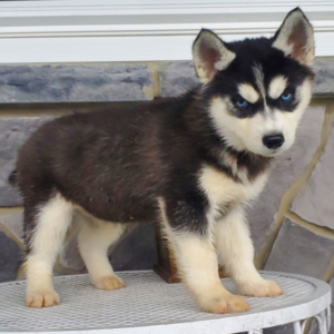 Joy – Siberian Husky Hembra 🐺❄️
