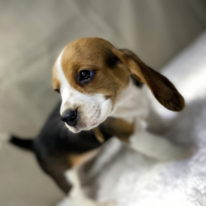 Kayla – Beagle Hembra 🐾