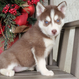 Kayleen – Siberian Husky Hembra 🐺❄️