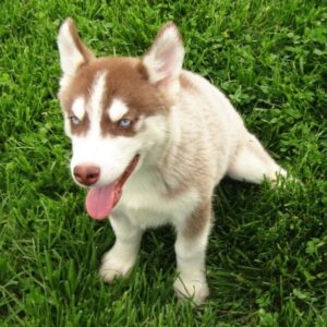 Lil Bear – Siberian Husky Macho 🐺❄️