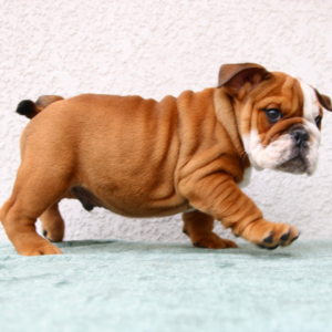 LOKI – Bulldog Inglés Macho 🐶