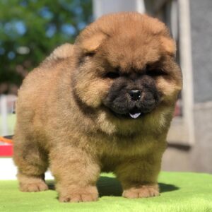 Max – Chow Chow Macho 🦁