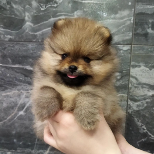 MAX – Pomerania Macho 🦊