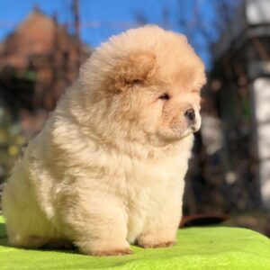 Molly – Chow Chow Hembra 🦁