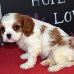 Nala – Cavalier King Charles Spaniel Hembra 👑