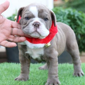 PENELOPE – Bulldog Inglés Hembra 🐶