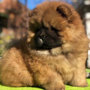 Rosie – Chow Chow Hembra 🦁