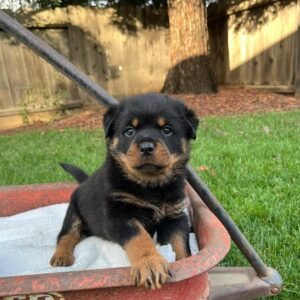 Royce – Rottweiler Macho 🐕‍🦺