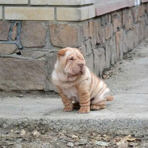 Sophie – Shar Pei Hembra 🐕‍🦺