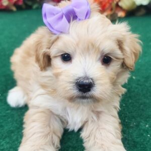 STELLA – Maltipoo Hembra 🐻‍❄️