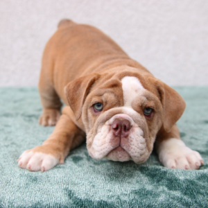 DAPHNE – Bulldog Inglés Hembra 🐶