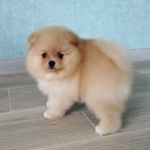SHEILA – Pomerania Hembra 🦊