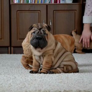 Teddy – Shar Pei Macho 🐕‍🦺