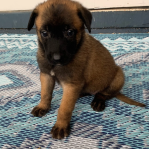 THOR – Malinois Macho 🐕‍🦺