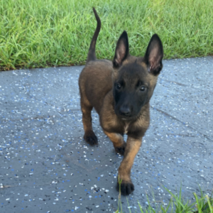 THUNDER – Malinois Macho 🐕‍🦺