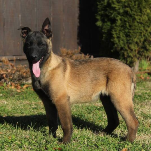 TIMBER – Malinois Hembra 🐕‍🦺