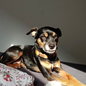 Kiddi – Pinscher Miniatura Macho 🐾