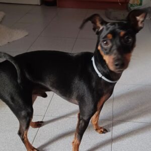 Zara – Pinscher Miniatura Macho 🐾