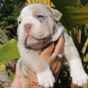 ZEUS – Bulldog Inglés Macho 🐶