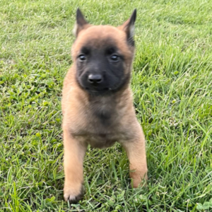 ASA – Malinois Hembra 🐕‍🦺