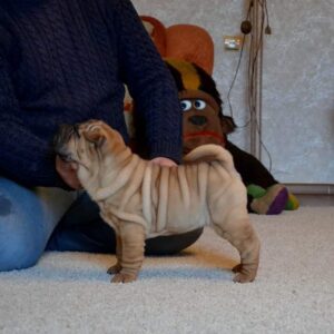 Lily – Shar Pei Hembra 🐕‍🦺