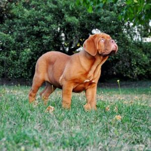 Lola – Dogo de Burdeos Hembra 🐕‍🦺