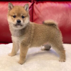 Boron – Shiba Inu Macho 🦊